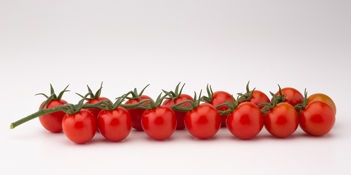 Tomato Brown, ecco i pomodori resistenti